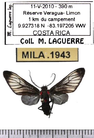  (Hypocharis clusia - MILA 1943)  @14 [ ] Copyright (2012) Michel Laguerre Research Collection of Michel Laguerre