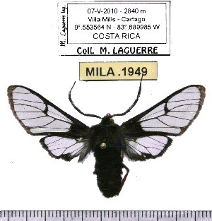  ( - MILA 1949)  @14 [ ] Copyright (2012) Michel Laguerre Research Collection of Michel Laguerre