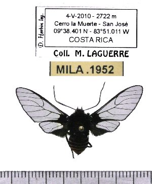  (Homoeocera crassa - MILA 1952)  @12 [ ] Copyright (2012) Michel Laguerre Research Collection of Michel Laguerre