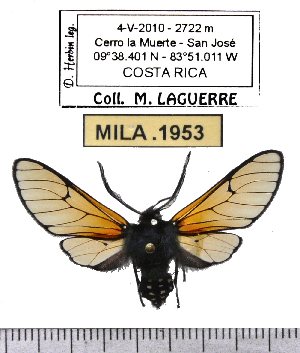  (Dasysphinx - MILA 1953)  @13 [ ] Copyright (2012) Michel Laguerre Research Collection of Michel Laguerre
