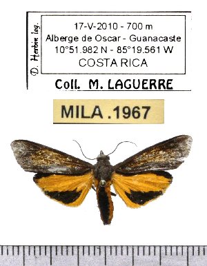  (Virbia distincta - MILA 1967)  @14 [ ] Copyright (2012) Michel Laguerre Research Collection of Michel Laguerre