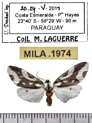  (Tessellota cancellata - MILA 1974)  @14 [ ] Copyright (2012) Michel Laguerre Research Collection of Michel Laguerre