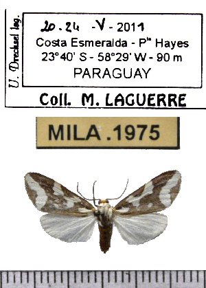  ( - MILA 1975)  @14 [ ] Copyright (2012) Michel Laguerre Research Collection of Michel Laguerre