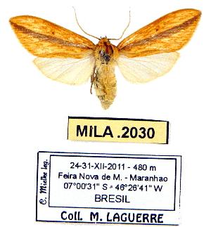  (Leucanopsis quanta - MILA 2030)  @14 [ ] Unspecified (default): All Rights Reserved  Unspecified Unspecified