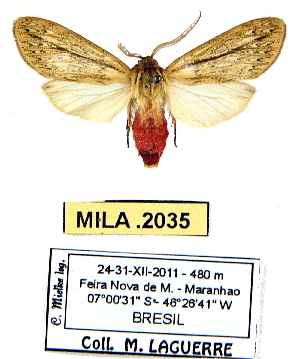  (Leucanopsis rosetta - MILA 2035)  @14 [ ] Unspecified (default): All Rights Reserved  Unspecified Unspecified
