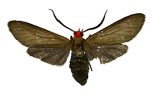  (Ctenucha rubriceps - MILA 2457)  @11 [ ] by-nc-sa (2007) M. Laguerre Unspecified