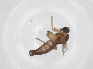  ( - CBG-A68843-D05)  @11 [ ] CreativeCommons - Attribution Share - Alike (2025) Centre for Biodiversity Genomics Centre for Biodiversity Genomics