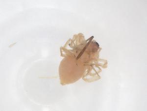  ( - CBG-A69132-A04)  @11 [ ] CreativeCommons - Attribution Share - Alike (2025) Centre for Biodiversity Genomics Centre for Biodiversity Genomics