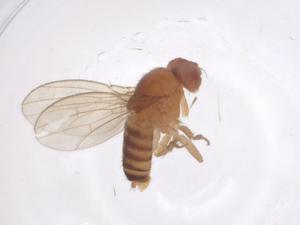  ( - CBG-A51403-B01)  @11 [ ] CreativeCommons - Attribution Share - Alike (2024) Centre for Biodiversity Genomics Centre for Biodiversity Genomics