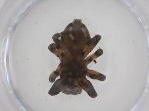  (Titanattus notabilis - CBG-A52202-C03)  @11 [ ] CreativeCommons - Attribution Share - Alike (2024) Centre for Biodiversity Genomics Centre for Biodiversity Genomics
