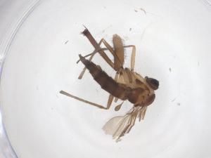  ( - CBG-A53135-E01)  @11 [ ] CreativeCommons - Attribution Share - Alike (2024) Centre for Biodiversity Genomics Centre for Biodiversity Genomics