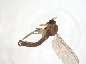  ( - CBG-A68848-H01)  @11 [ ] CreativeCommons - Attribution Share - Alike (2025) Centre for Biodiversity Genomics Centre for Biodiversity Genomics