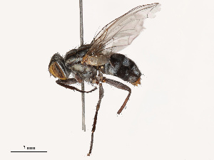  ( - CBG-B12667-A12)  @11 [ ] CreativeCommons - Attribution Share - Alike (2025) CBG Photography Group Centre for Biodiversity Genomics