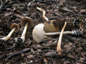  (Psathyrella sphagnicola - TRTC150792)  @11 [ ] CreativeCommons - Attribution Non-Commercial Share-Alike (2010) Mycology Division, Royal Ontario Museum Royal Ontario Museum