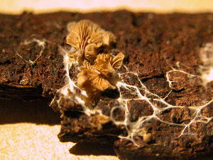  ( - TRTC150783)  @11 [ ] CreativeCommons - Attribution Non-Commercial Share-Alike (2010) Mycology Division, Royal Ontario Museum Royal Ontario Museum