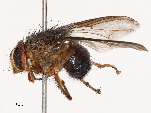  ( - CBG-B07477-H03)  @11 [ ] CreativeCommons - Attribution Share - Alike (2025) CBG Photography Group Centre for Biodiversity Genomics