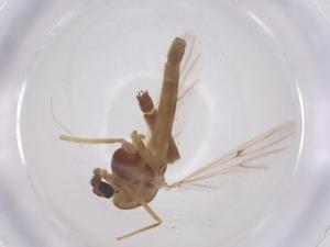  (Chironomus inquinatus - CBG-B21194-C03)  @11 [ ] CreativeCommons - Attribution Share - Alike (2025) Centre for Biodiversity Genomics Centre for Biodiversity Genomics