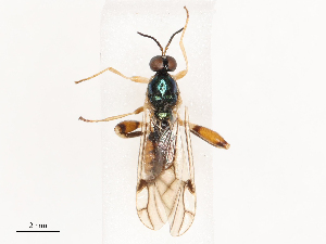  ( - CBG-B21620-C01)  @11 [ ] CreativeCommons - Attribution Share - Alike (2025) CBG Photography Group Centre for Biodiversity Genomics