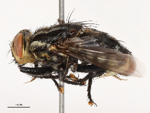  ( - CBG-B21620-C12)  @11 [ ] CreativeCommons - Attribution Share - Alike (2025) CBG Photography Group Centre for Biodiversity Genomics