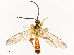  (Cubus montywoodi - CBG-B21625-A10)  @11 [ ] CreativeCommons - Attribution Share - Alike (2025) CBG Photography Group Centre for Biodiversity Genomics