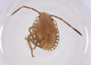  (Antiteuchus tripterus - CBG-B21657-B03)  @11 [ ] CreativeCommons - Attribution Share - Alike (2025) Centre for Biodiversity Genomics Centre for Biodiversity Genomics