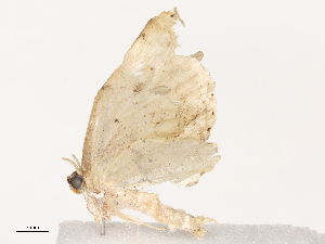  ( - CBG-B21727-A06)  @11 [ ] CreativeCommons - Attribution Share - Alike (2025) CBG Photography Group Centre for Biodiversity Genomics