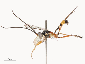  (Lymeon cinctipes - CBG-B21727-D05)  @11 [ ] CreativeCommons - Attribution Share - Alike (2025) CBG Photography Group Centre for Biodiversity Genomics