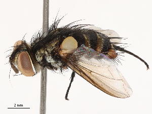  ( - CBG-B21727-G10)  @11 [ ] CreativeCommons - Attribution Share - Alike (2025) CBG Photography Group Centre for Biodiversity Genomics