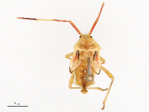  (Savius - CBG-B21728-A01)  @11 [ ] CreativeCommons - Attribution Share - Alike (2025) CBG Photography Group Centre for Biodiversity Genomics