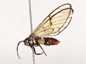  ( - CBG-B21790-A12)  @11 [ ] CreativeCommons - Attribution Share - Alike (2025) CBG Photography Group Centre for Biodiversity Genomics