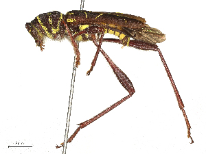  ( - CBG-B21790-B02)  @11 [ ] CreativeCommons - Attribution Share - Alike (2025) CBG Photography Group Centre for Biodiversity Genomics