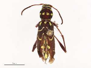  ( - CBG-B21790-B03)  @11 [ ] CreativeCommons - Attribution Share - Alike (2025) CBG Photography Group Centre for Biodiversity Genomics