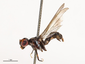  ( - CBG-B21790-D01)  @11 [ ] CreativeCommons - Attribution Share - Alike (2025) CBG Photography Group Centre for Biodiversity Genomics