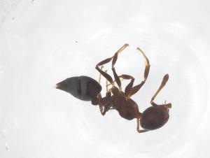  ( - CBG-B00470-H04)  @11 [ ] CreativeCommons - Attribution Share - Alike (2025) Centre for Biodiversity Genomics Centre for Biodiversity Genomics