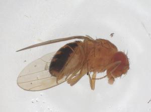  ( - CBG-B00471-E04)  @11 [ ] CreativeCommons - Attribution Share - Alike (2025) Centre for Biodiversity Genomics Centre for Biodiversity Genomics