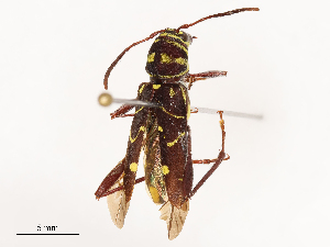  ( - CBG-B21797-E11)  @11 [ ] CreativeCommons - Attribution Share - Alike (2025) CBG Photography Group Centre for Biodiversity Genomics