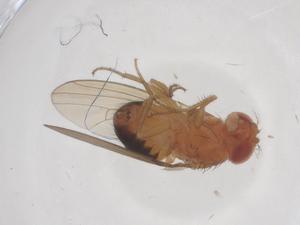  ( - CBG-B22898-B04)  @11 [ ] CreativeCommons - Attribution Share - Alike (2025) Centre for Biodiversity Genomics Centre for Biodiversity Genomics