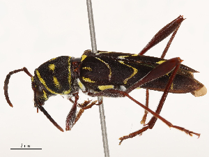  ( - CBG-B22930-F09)  @11 [ ] CreativeCommons - Attribution Share - Alike (2025) CBG Photography Group Centre for Biodiversity Genomics