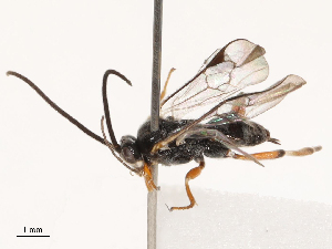  (Alphomelon duvalierbricenoi - CBG-B22939-C10)  @11 [ ] CreativeCommons - Attribution Share - Alike (2025) CBG Photography Group Centre for Biodiversity Genomics