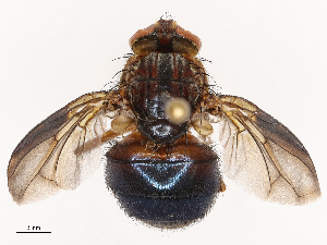  ( - CBG-B22939-F01)  @11 [ ] CreativeCommons - Attribution Share - Alike (2025) CBG Photography Group Centre for Biodiversity Genomics