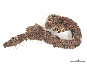  ( - CBG-B22939-H11)  @11 [ ] CreativeCommons - Attribution Share - Alike (2025) CBG Photography Group Centre for Biodiversity Genomics