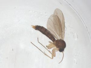  (Paratrizygia - CBG-B23027-A05)  @11 [ ] CreativeCommons - Attribution Share - Alike (2025) Centre for Biodiversity Genomics Centre for Biodiversity Genomics