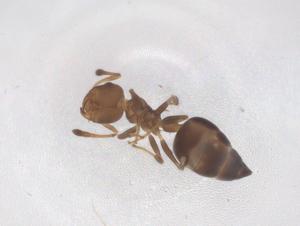  ( - CBG-B23044-B12)  @11 [ ] CreativeCommons - Attribution Share - Alike (2025) Centre for Biodiversity Genomics Centre for Biodiversity Genomics