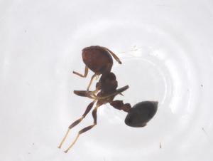  ( - CBG-B23044-H11)  @11 [ ] CreativeCommons - Attribution Share - Alike (2025) Centre for Biodiversity Genomics Centre for Biodiversity Genomics