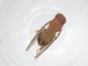  ( - CBG-B23116-G12)  @11 [ ] CreativeCommons - Attribution Share - Alike (2025) Centre for Biodiversity Genomics Centre for Biodiversity Genomics