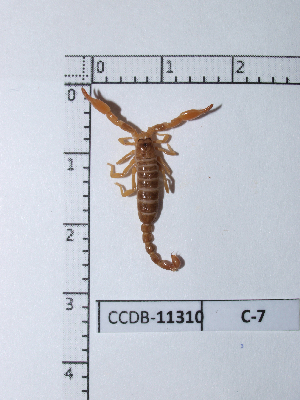  (Diplocentridae - CCDB-11310 C07)  @14 [ ] Copyright (2012) C. Viquez Instituto Nacional de Biodiversidad