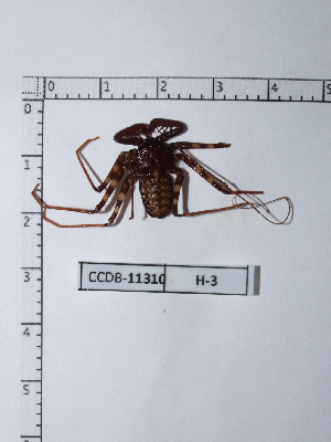 (Phrynus parvulus - CCDB-11310 H03)  @13 [ ] Copyright (2012) C. Viquez Instituto Nacional de Biodiversidad