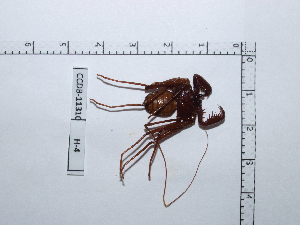  (Phrynus viridiceps - CCDB-11310 H04)  @12 [ ] Copyright (2012) C. Viquez Instituto Nacional de Biodiversidad