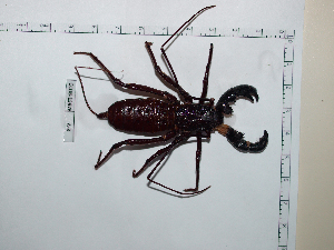  (Mastigoproctus giganteus - CCDB-15976 A03)  @13 [ ] Copyright (2012) C. Viquez Instituto Nacional de Biodiversidad