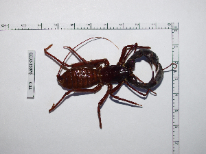  (Mastigoproctus brasilianus - CCDB-15976 C11)  @11 [ ] Copyright (2012) C. Viquez Instituto Nacional de Biodiversidad